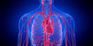 Vascular specialty banner